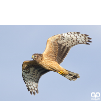 گونه سنقر خاکستری Hen Harrier